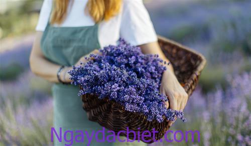 phong thuy hoa oai huong