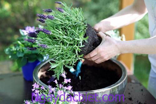 y nghia hoa lavender trong phong thuy y nghia hoa lavender trong phong thuy
